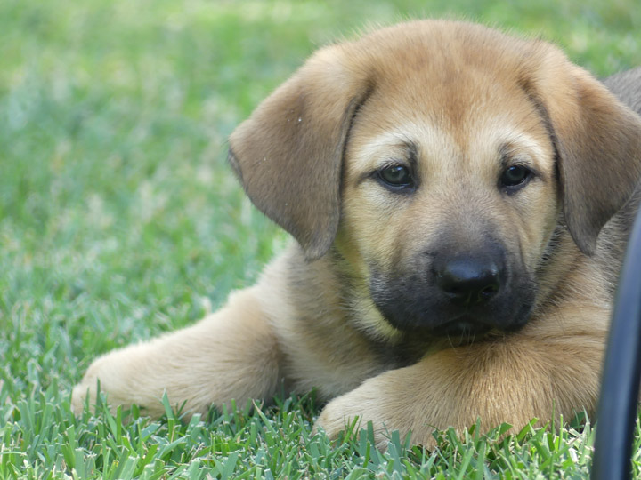 chinook dog